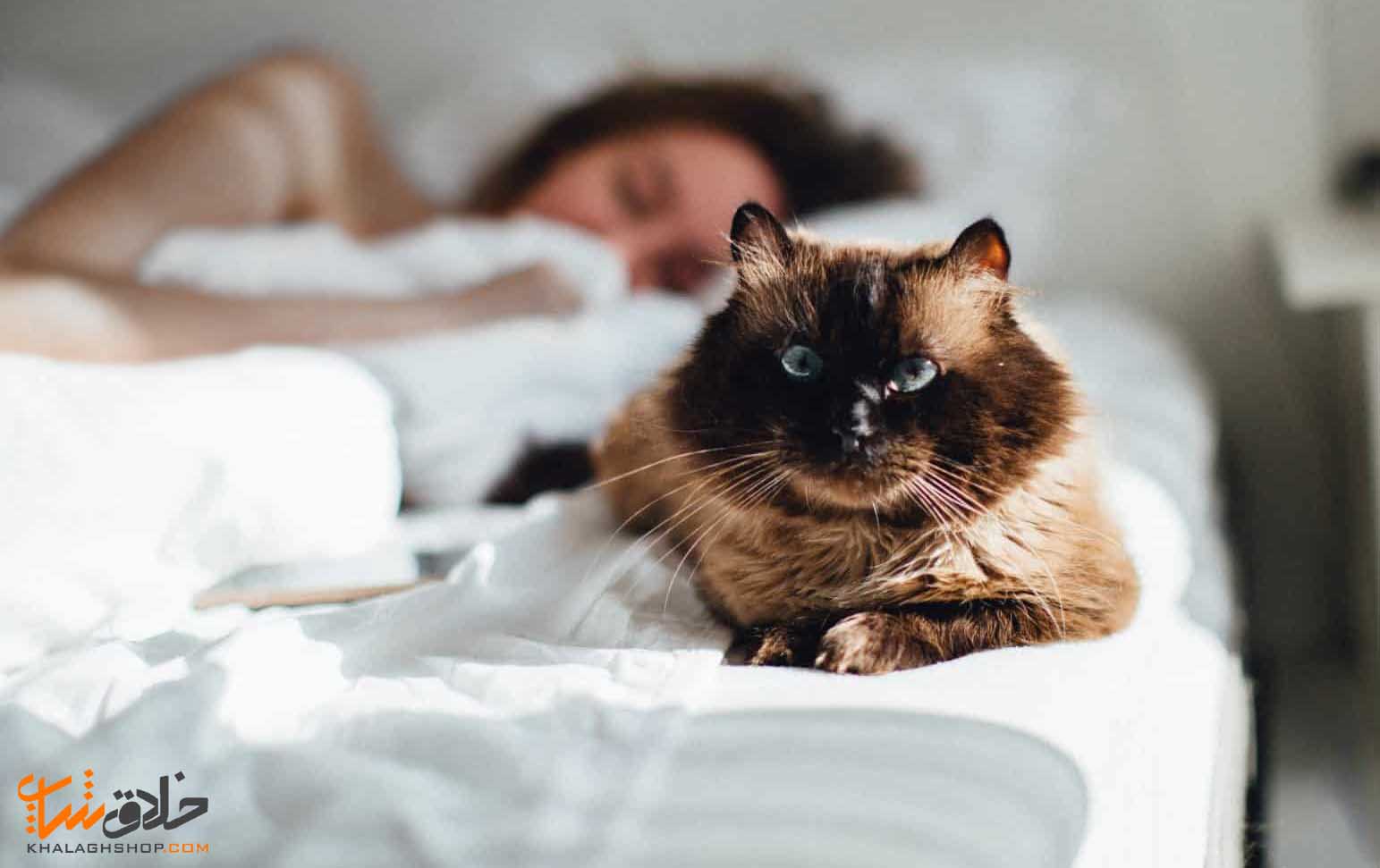 تاثیر زندگی با گربه ها | خوابیدن گربه ها