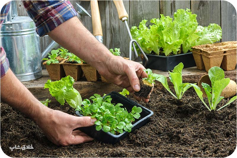 روش‌های داشتن سبزی تازه در خانه