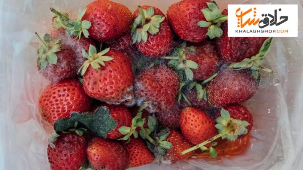 نگهداری غذا