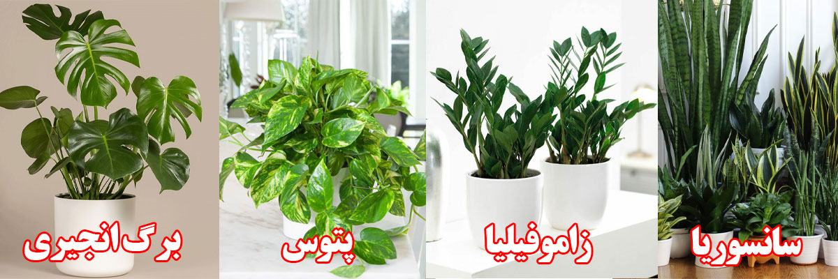 بهترین گل های آپارتمانی