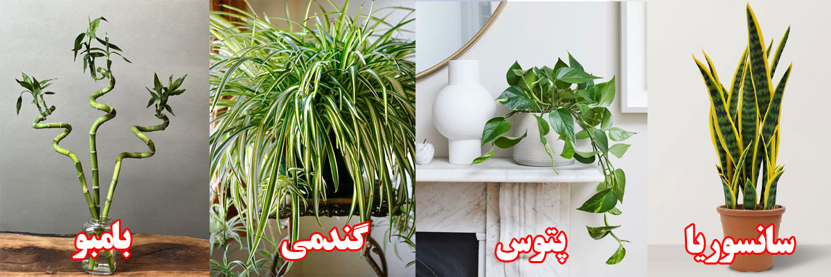 گل آپارتمانی برای افراد مبتدی