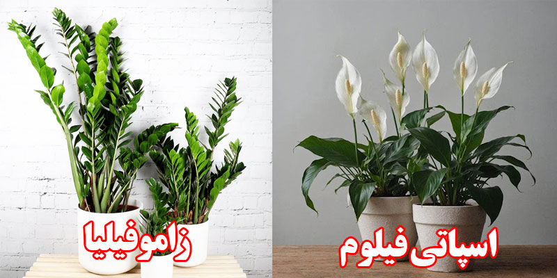 گل های آپارتمانی کم نور