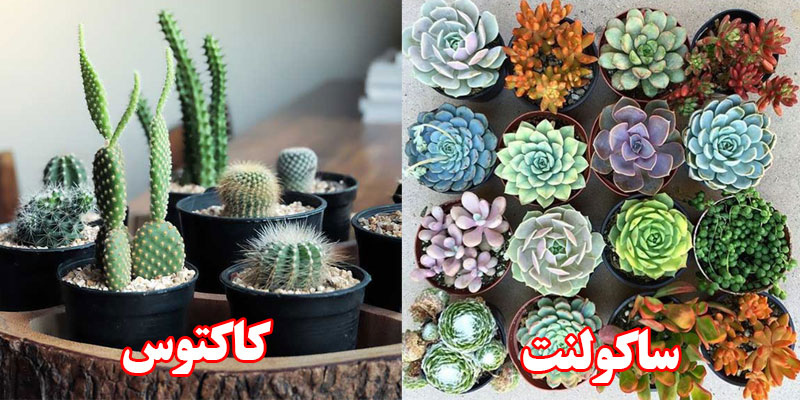 گل های آپارتمانی کم آب و مقاوم