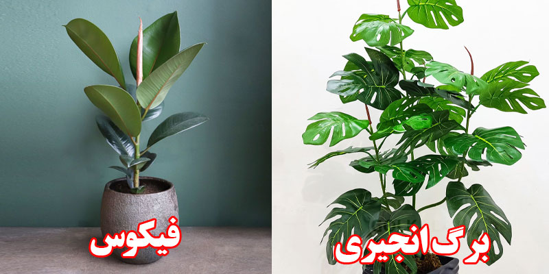 گل آپارتمانی مناسب پذیرایی