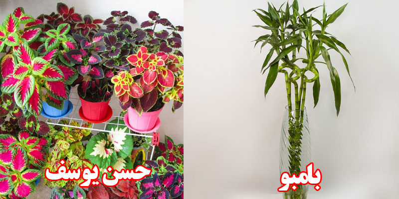 گل آپارتمانی مناسب آشپزخانه