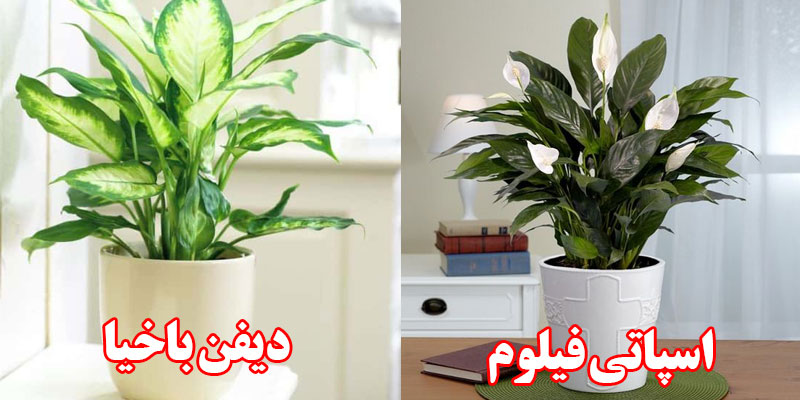 گل های تصفیه کننده هوا