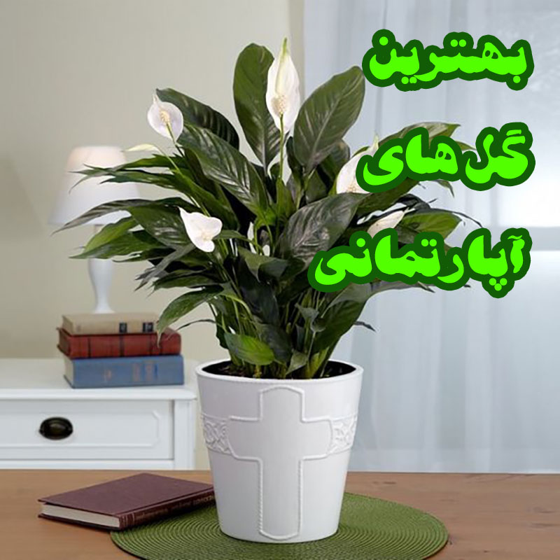 بهترین گل های آپارتمانی